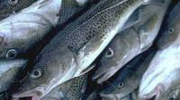 cod