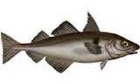 Haddock, Fresh<br>
Eglefin, Frais