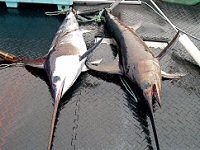 swordfish, fresh, espadon, frais
